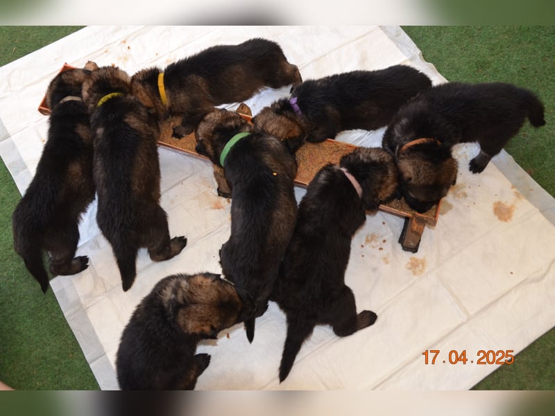 Dunkelgraue Schäferhunde aus Kör-u.Leistungzucht