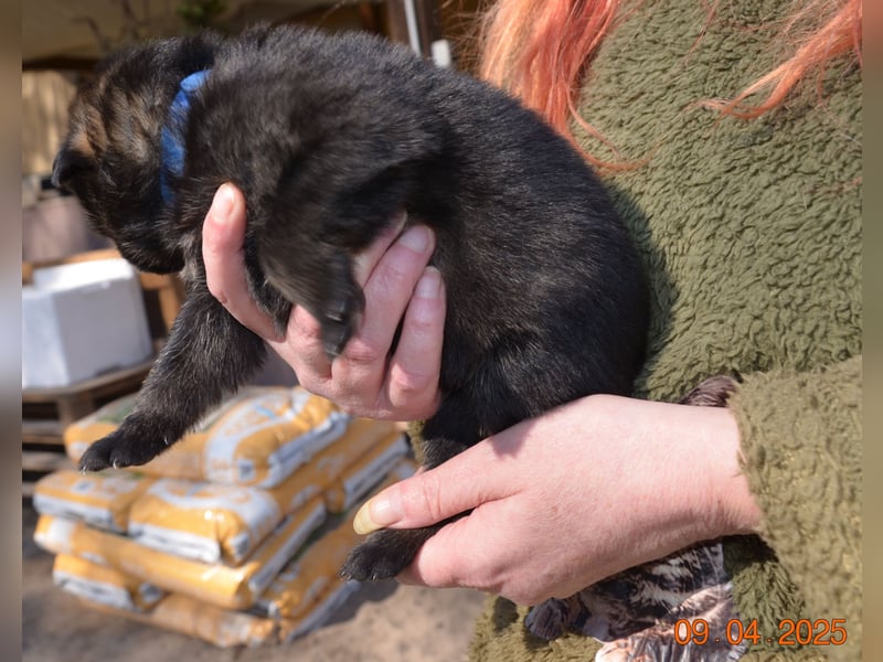 Dunkelgraue Schäferhunde aus Kör-u.Leistungzucht