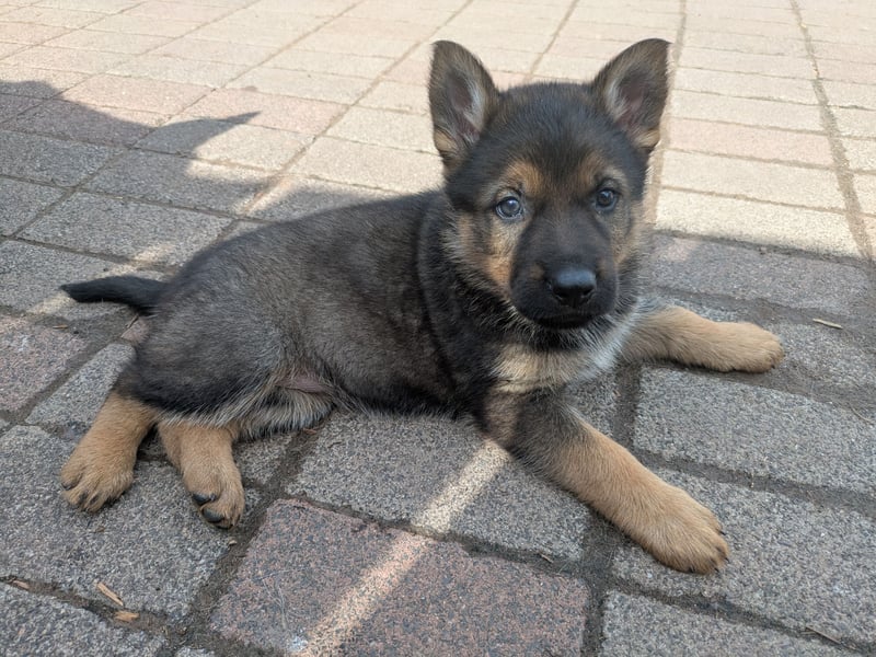 Hündin, grau Mein Name ist „Baghira“,     (orangenes Halsband)