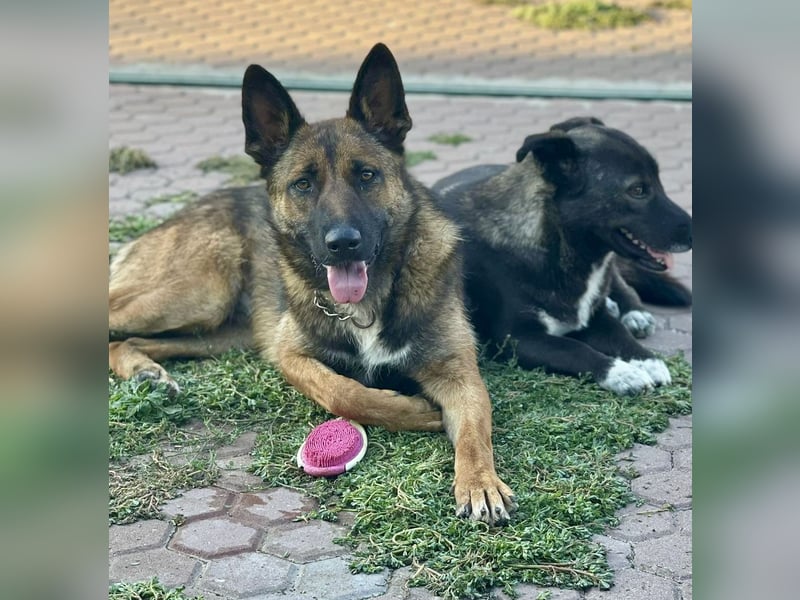 Junge Mischa sucht ihr Zuhause