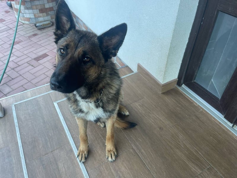 Junge Mischa sucht ihr Zuhause