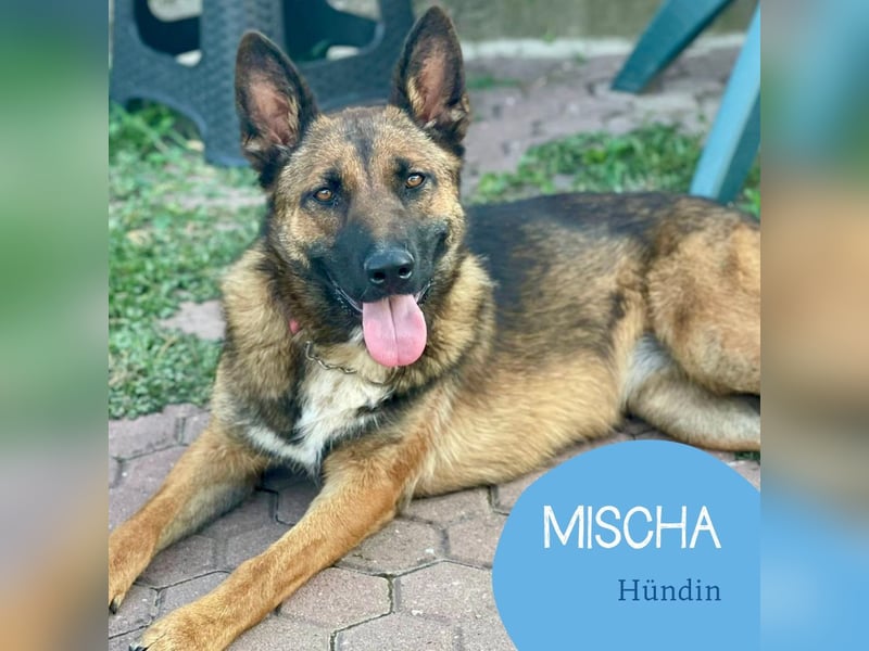 Junge Mischa sucht ihr Zuhause