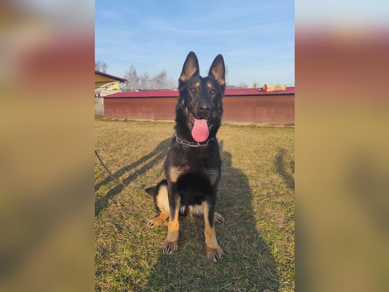 German Shepherd - female
