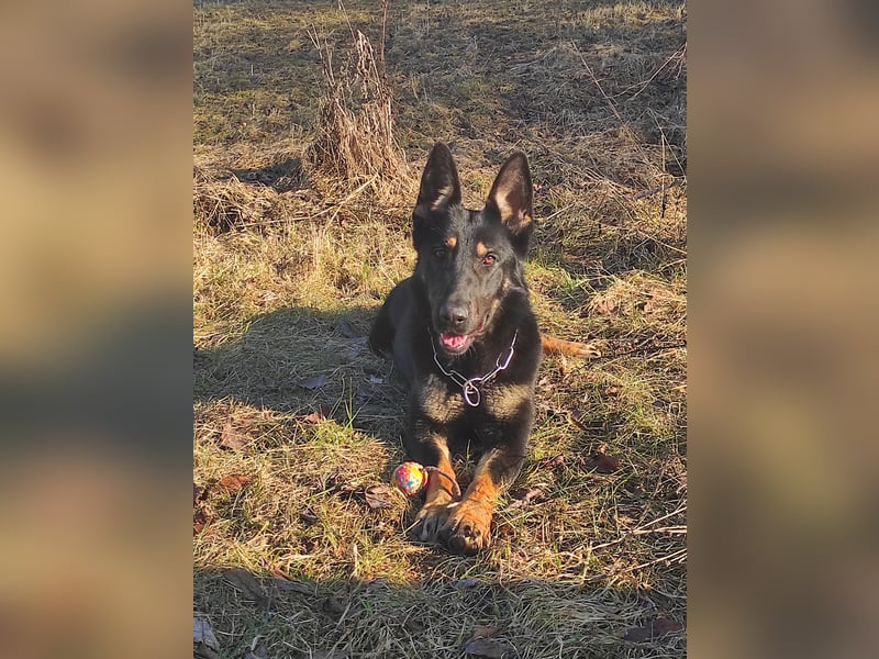 German Shepherd - female