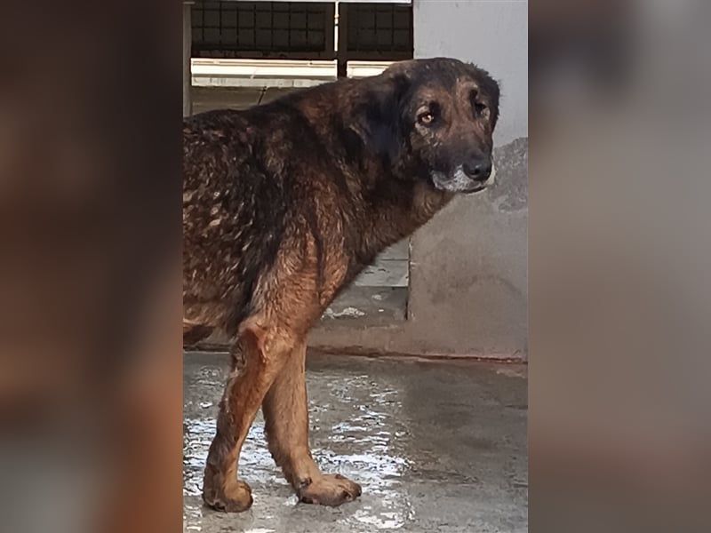 Esmeralda Schäferhund Mischlingshündin Mischling Hündin sucht Zuhause oder Pflegestelle