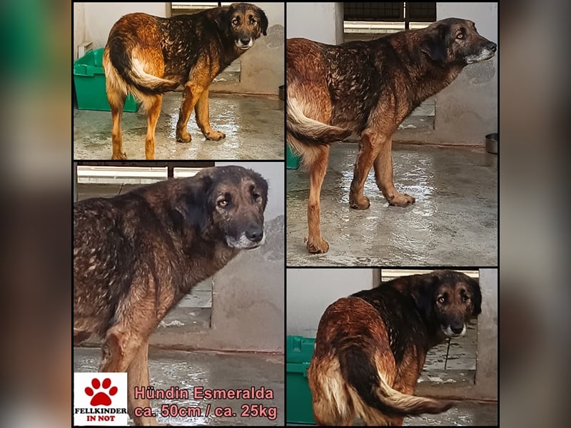 Esmeralda Schäferhund Mischlingshündin Mischling Hündin sucht Zuhause oder Pflegestelle