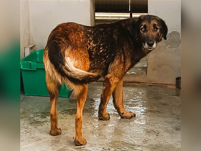Esmeralda Schäferhund Mischlingshündin Mischling Hündin sucht Zuhause oder Pflegestelle