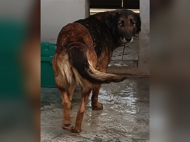 Esmeralda Schäferhund Mischlingshündin Mischling Hündin sucht Zuhause oder Pflegestelle