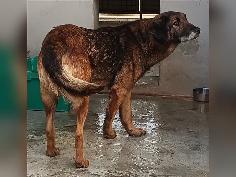 Esmeralda Schäferhund Mischlingshündin Mischling Hündin sucht Zuhause oder Pflegestelle