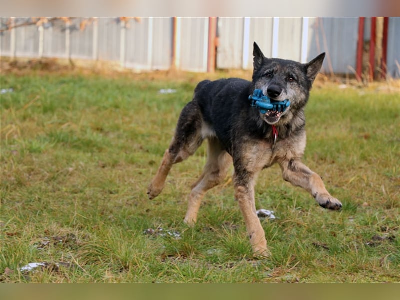 Nasfa, Deutscher Schäferhund, geb. 2013, sportliche, aktive Schäferhündin su. Platz mit Garten