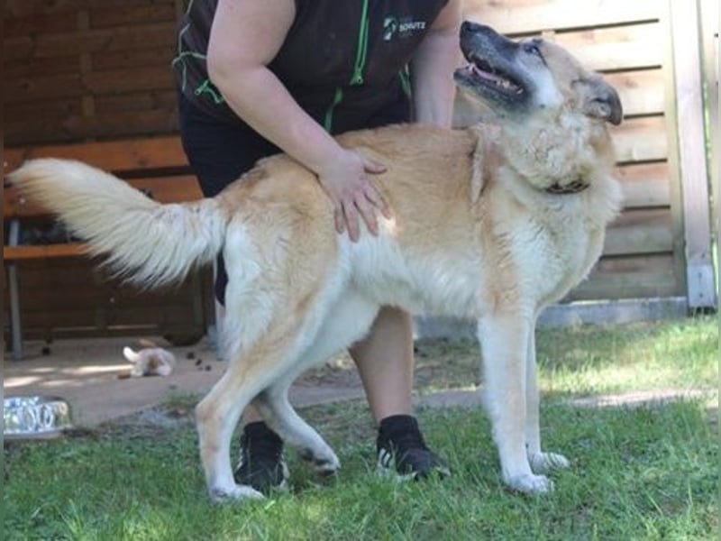 Ronja, Schäferhund-Kuvasz-Mix, geb. 2018, schüchterne große Hündin