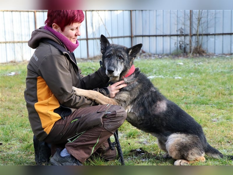 Nasfa, Deutscher Schäferhund, geb. 2013, sportliche, aktive Schäferhündin su. Platz mit Garten