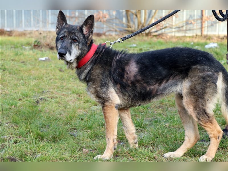 Nasfa, Deutscher Schäferhund, geb. 2013, sportliche, aktive Schäferhündin su. Platz mit Garten