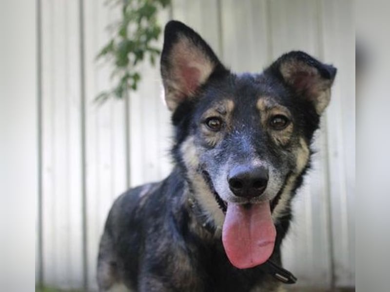 Camilla, Schäferhund-Husky-Mischling, geb. 2022, schlaue, liebevolle Hündin