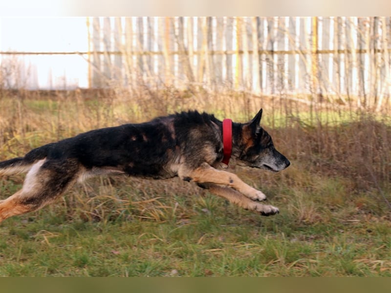 Nasfa, Deutscher Schäferhund, geb. 2013, sportliche, aktive Schäferhündin su. Platz mit Garten
