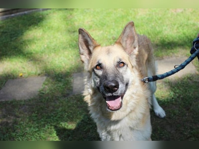 Ronja, Schäferhund-Kuvasz-Mix, geb. 2018, schüchterne große Hündin