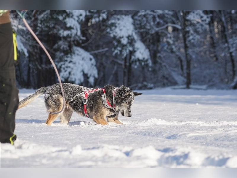 Nasfa, Deutscher Schäferhund, geb. 2013, sportliche, aktive Schäferhündin su. Platz mit Garten