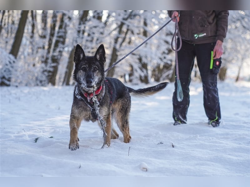 Nasfa, Deutscher Schäferhund, geb. 2013, sportliche, aktive Schäferhündin su. Platz mit Garten