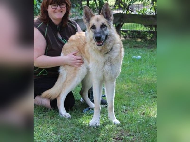 Ronja, Schäferhund-Kuvasz-Mix, geb. 2018, schüchterne große Hündin