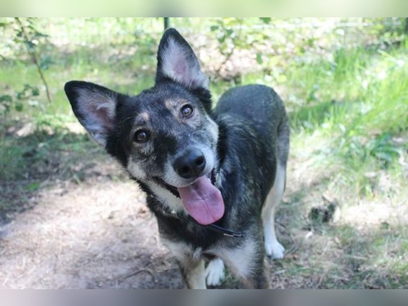 Camilla, Schäferhund-Husky-Mischling, geb. 2022, schlaue, liebevolle Hündin