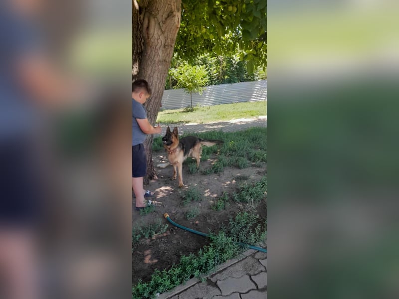 Roxi, 1 Jahr, 60cm sucht  ihr Zuhause
