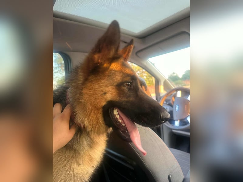 Roxi, 1 Jahr, 60cm sucht  ihr Zuhause