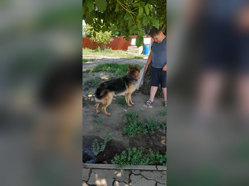 Roxi, 1 Jahr, 60cm sucht  ihr Zuhause