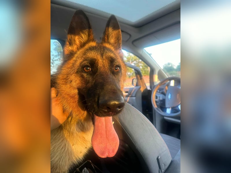 Roxi, 1 Jahr, 60cm sucht  ihr Zuhause