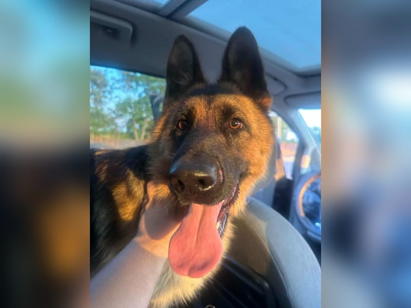 Roxi, 1 Jahr, 60cm sucht  ihr Zuhause