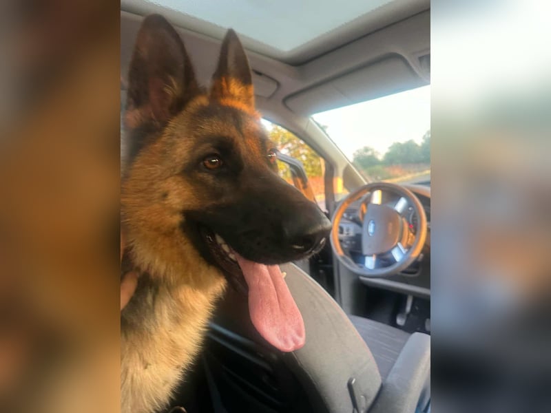 Roxi, 1 Jahr, 60cm sucht  ihr Zuhause