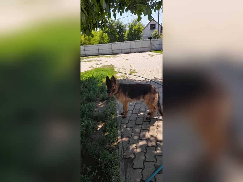 Roxi, 1 Jahr, 60cm sucht  ihr Zuhause