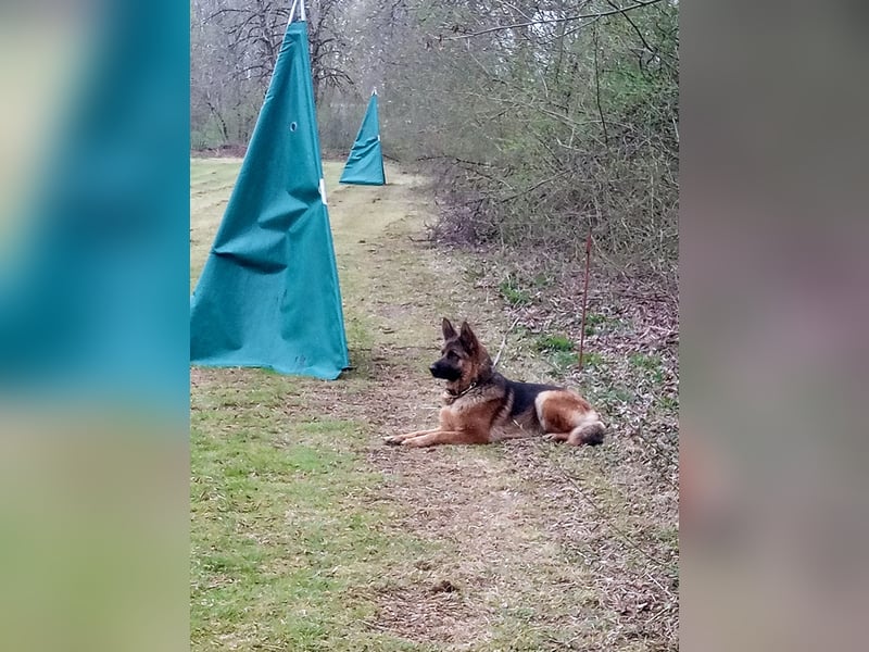 Deutscher Schäferhund