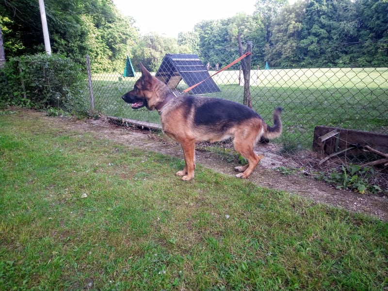 Deutscher Schäferhund