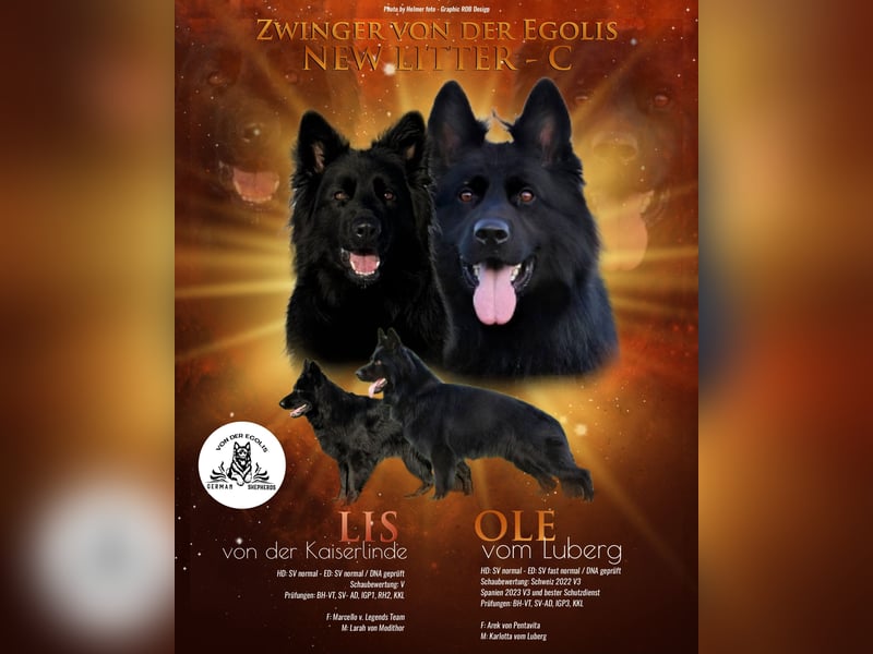 Deutsche Schäferhundwelpen -Langstockhaar-mit SV Papieren