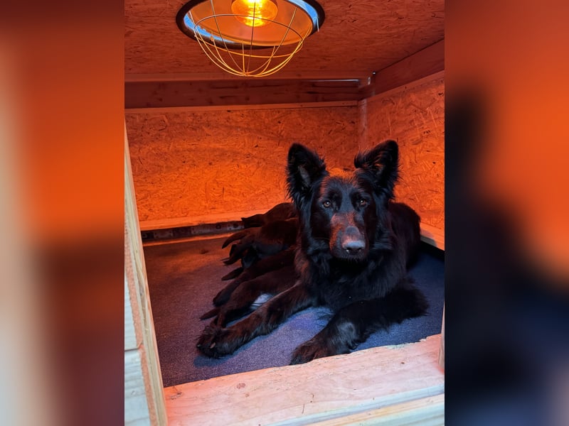 Deutsche Schäferhundwelpen -Langstockhaar-mit SV Papieren