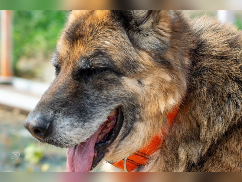 Nala, sanfte Seele sucht Zuhause