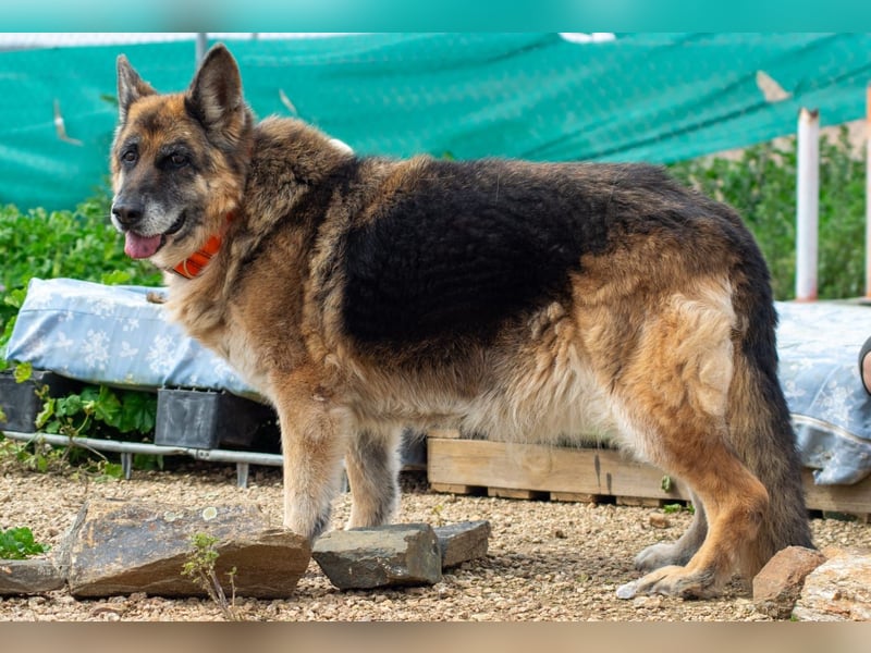Nala, sanfte Seele sucht Zuhause