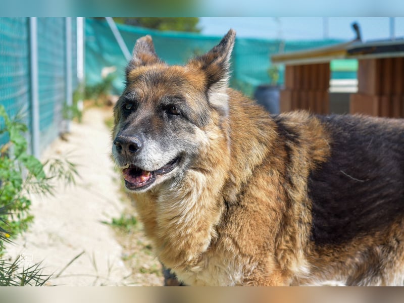 Nala, sanfte Seele sucht Zuhause