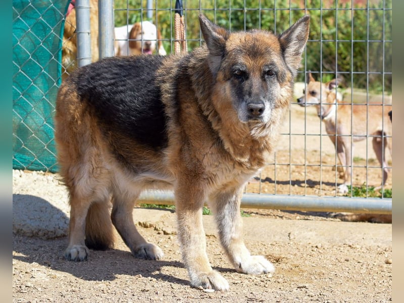 Nala, sanfte Seele sucht Zuhause
