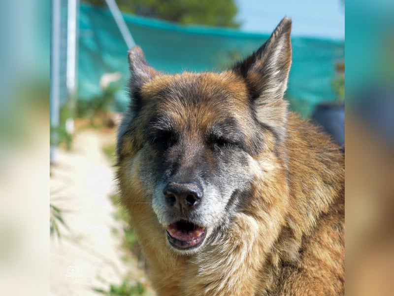 Nala, sanfte Seele sucht Zuhause