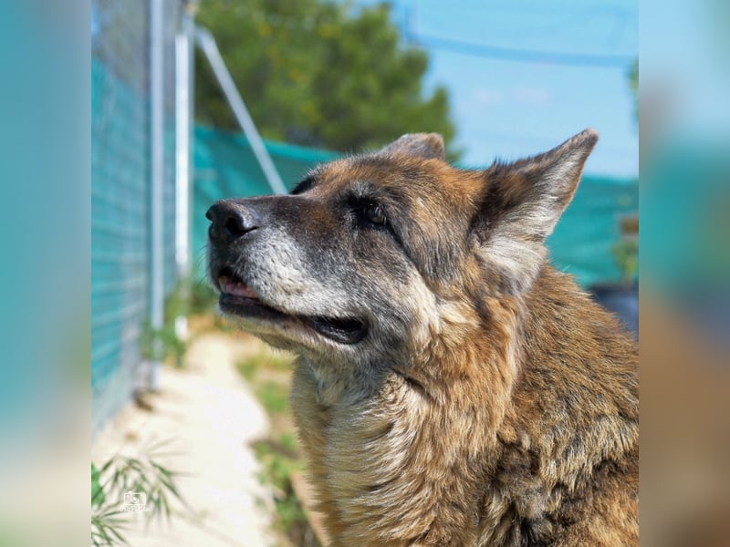 Nala, sanfte Seele sucht Zuhause
