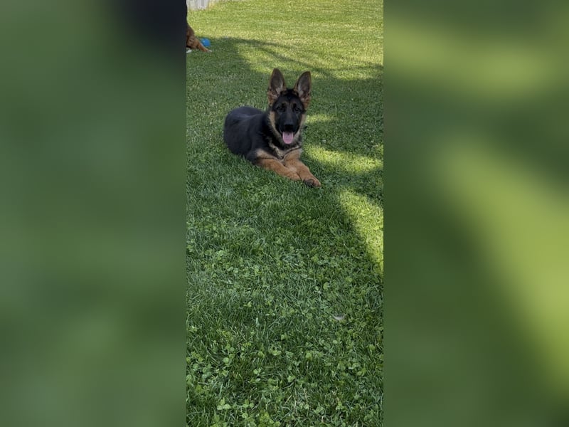 Zantana sucht neues zu Hause 