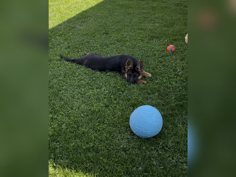Zantana sucht neues zu Hause 