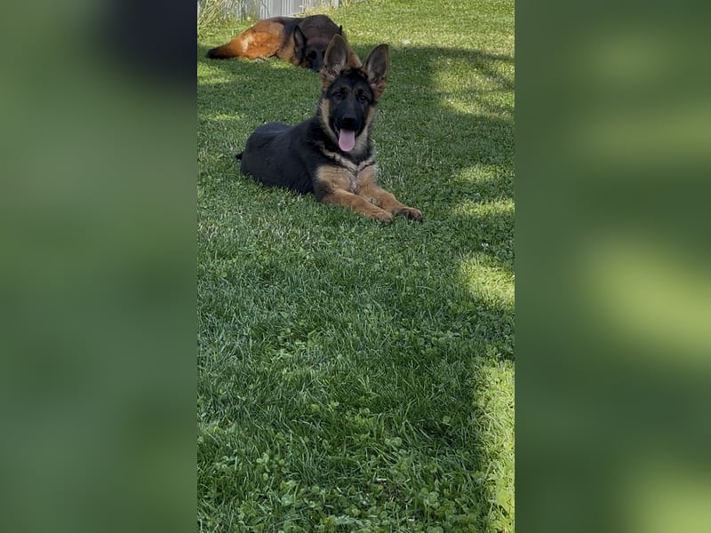Zantana sucht neues zu Hause 