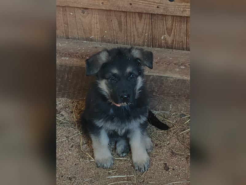Schäferhundwelpen DDR-Linie
