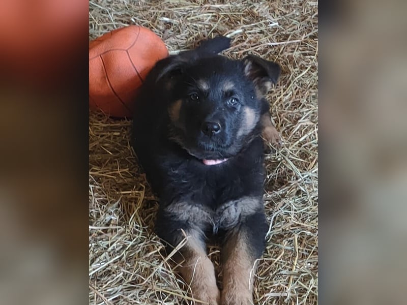 Schäferhundwelpen DDR-Linie