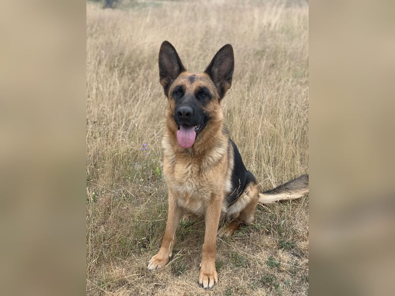 Liebevolles Zuhause gesucht für DSH Wella