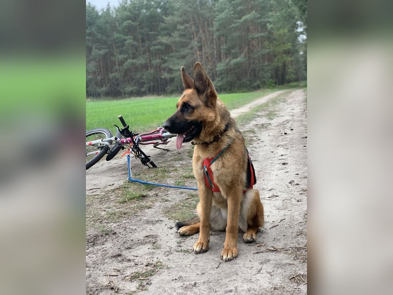 Liebevolles Zuhause gesucht für DSH Wella