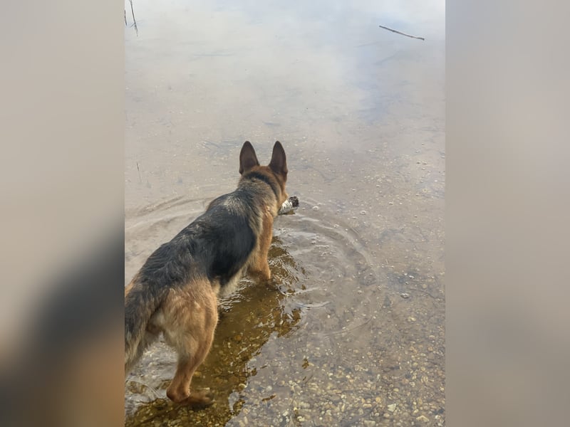Liebevolles Zuhause gesucht für DSH Wella