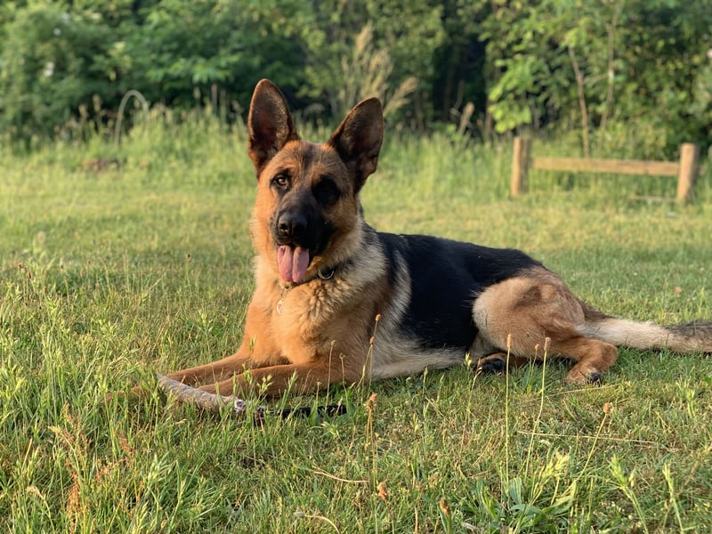 Liebevolles Zuhause gesucht für DSH Wella